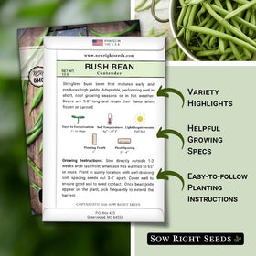 Contender bean plants thriving in sunny garden conditions from Sow Right Seeds
