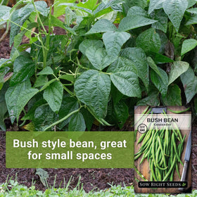 Harvest-ready stringless Contender beans from Sow Right Seeds