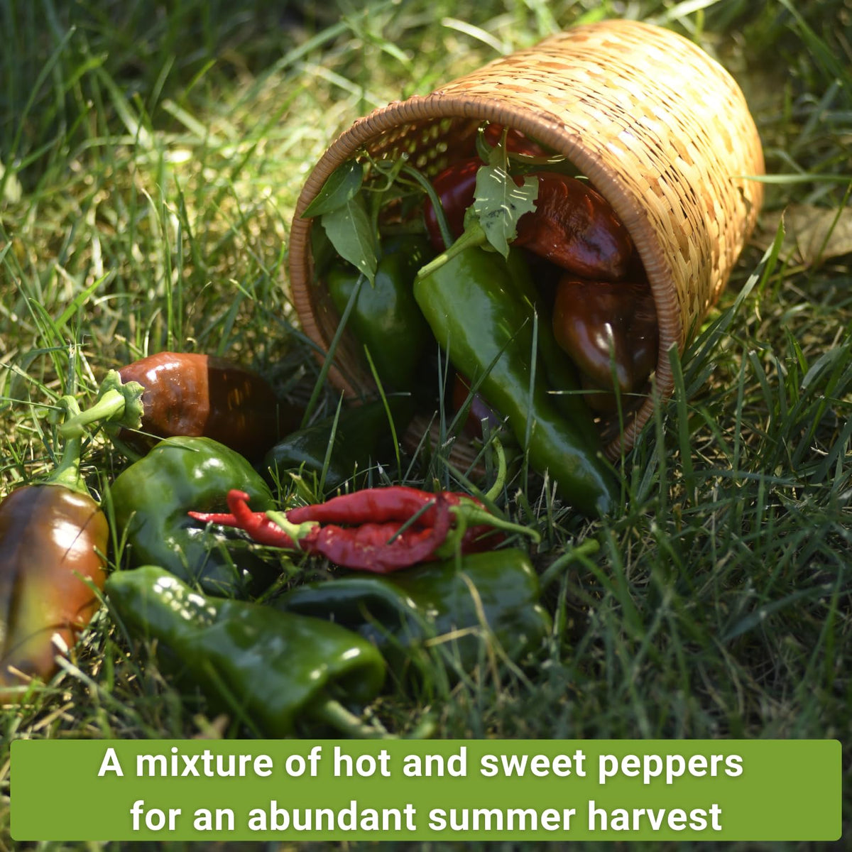 Sow Right Seeds Cubanelle pepper packet for versatile, mild peppers in meals.