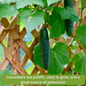 Sow Right Seeds Beit Alpha cucumber for quick, dependable harvests.