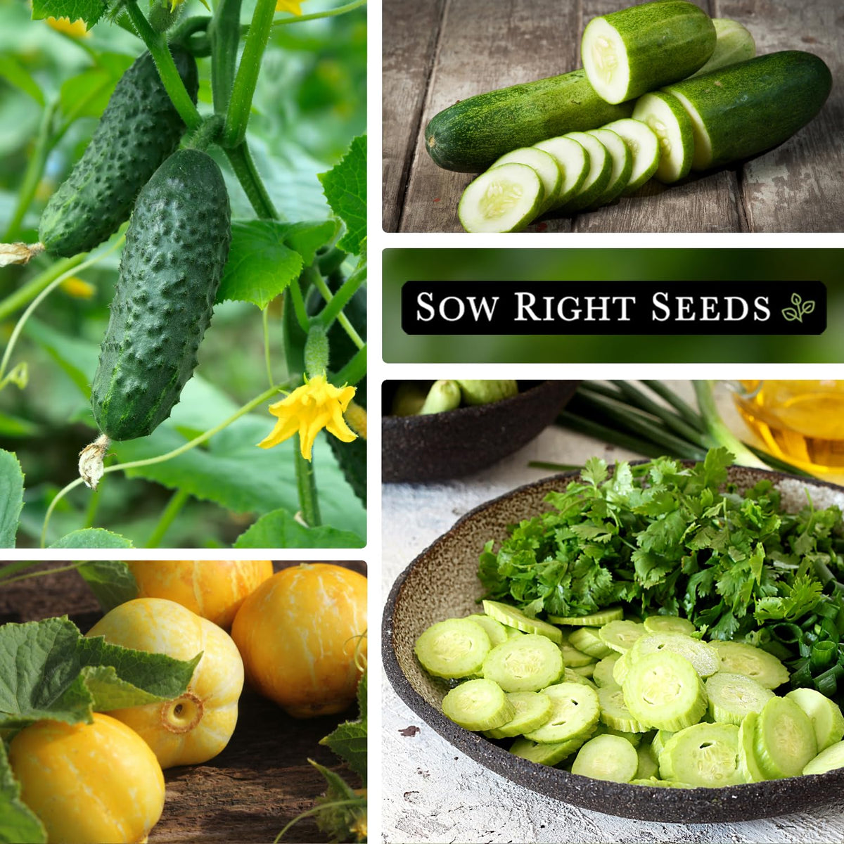Sow Right Seeds Lemon cucumber with bright yellow fruit for sandwiches.