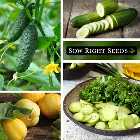 Sow Right Seeds Lemon cucumber with bright yellow fruit for sandwiches.