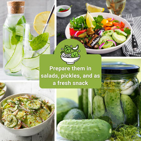 Sow Right Seeds Marketmore cucumber, robust vines for abundant harvests.