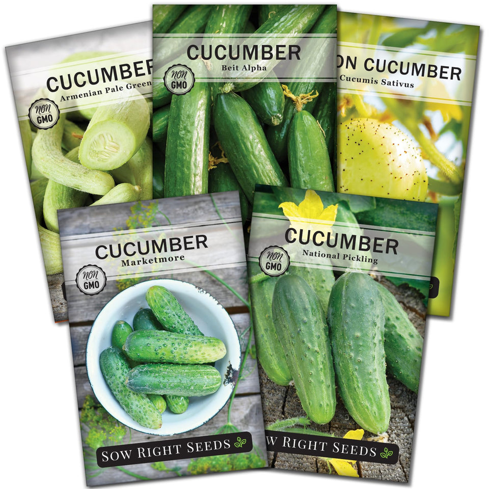 Sow Right Seeds Pale Armenian cucumber on a trellis for fresh salads.