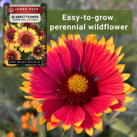 Sow Right Seeds blanket flower for cut flowers and bright bouquets