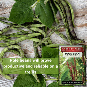 Sow Right Seeds easy-to-follow planting instructions support successful home gardening.