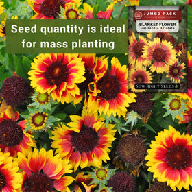 Sow Right Seeds easy to grow blanket flower with clear growing guidance