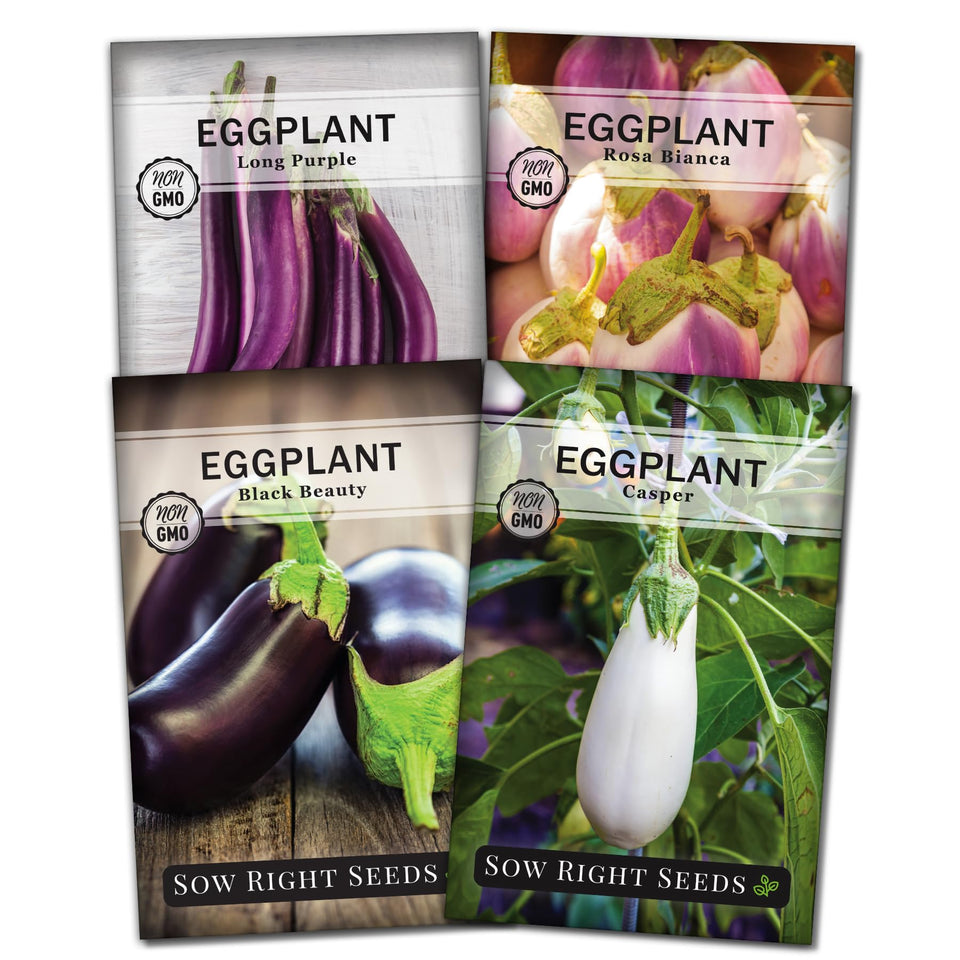 Sow Right Seeds Black Beauty eggplant seeds packet front view for easy home gardening