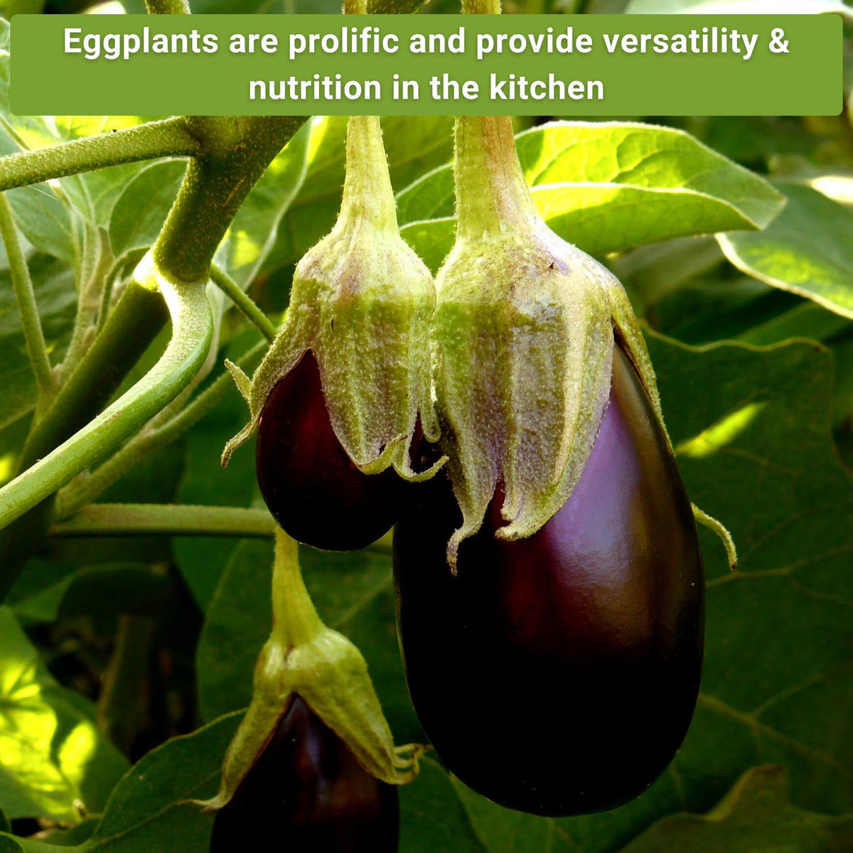 Sow Right Seeds Long Purple eggplant seeds for prolific harvests
