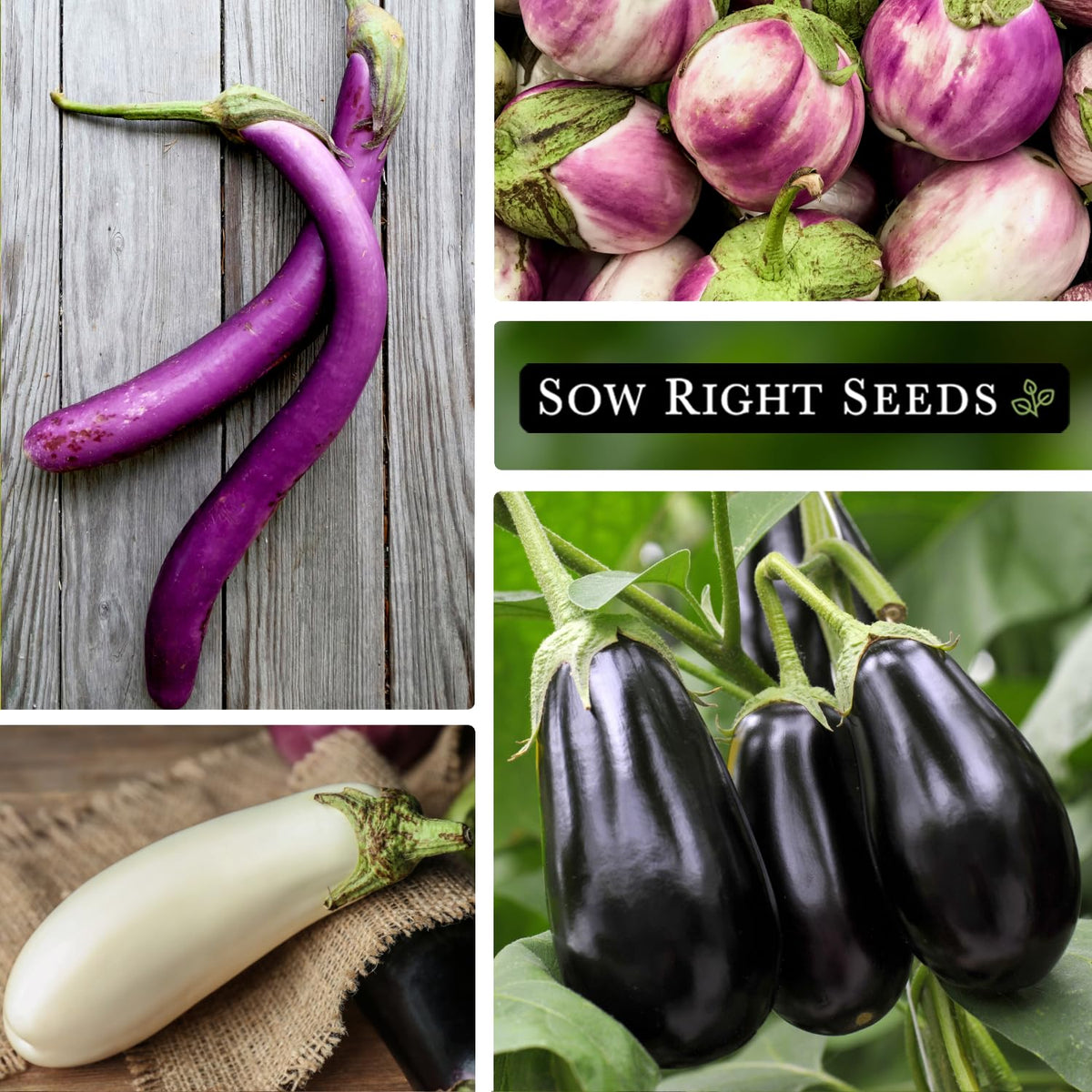 Sow Right Seeds Rosa Bianca eggplant seeds for creamy fruits