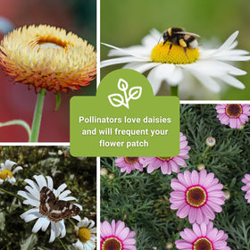 Sow Right Seeds english daisy packet timeless blooms for cottage gardens