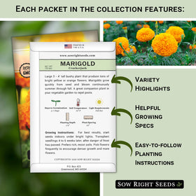 Sow Right Seeds Envy zinnia packet—bold, long-lasting color for cut arrangements.
