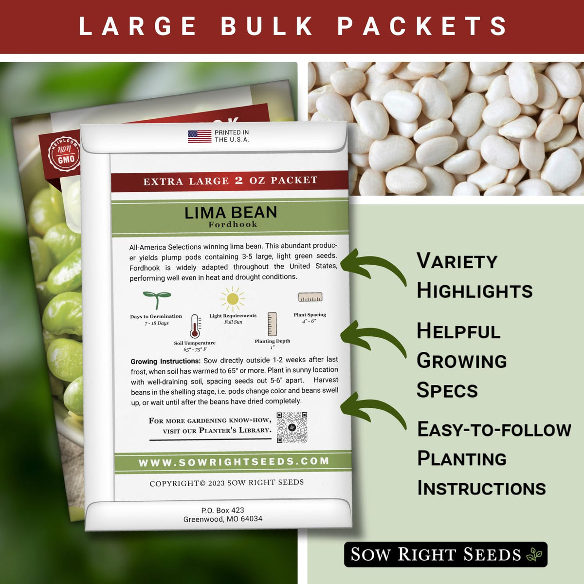 Sow Right Seeds Fordhook Lima bean germination in soil shows quick sprouting for an abundant harvest.