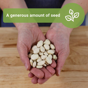 Sow Right Seeds Fordhook Lima beans plant grows 16-20 inches tall with a sturdy bush habit.
