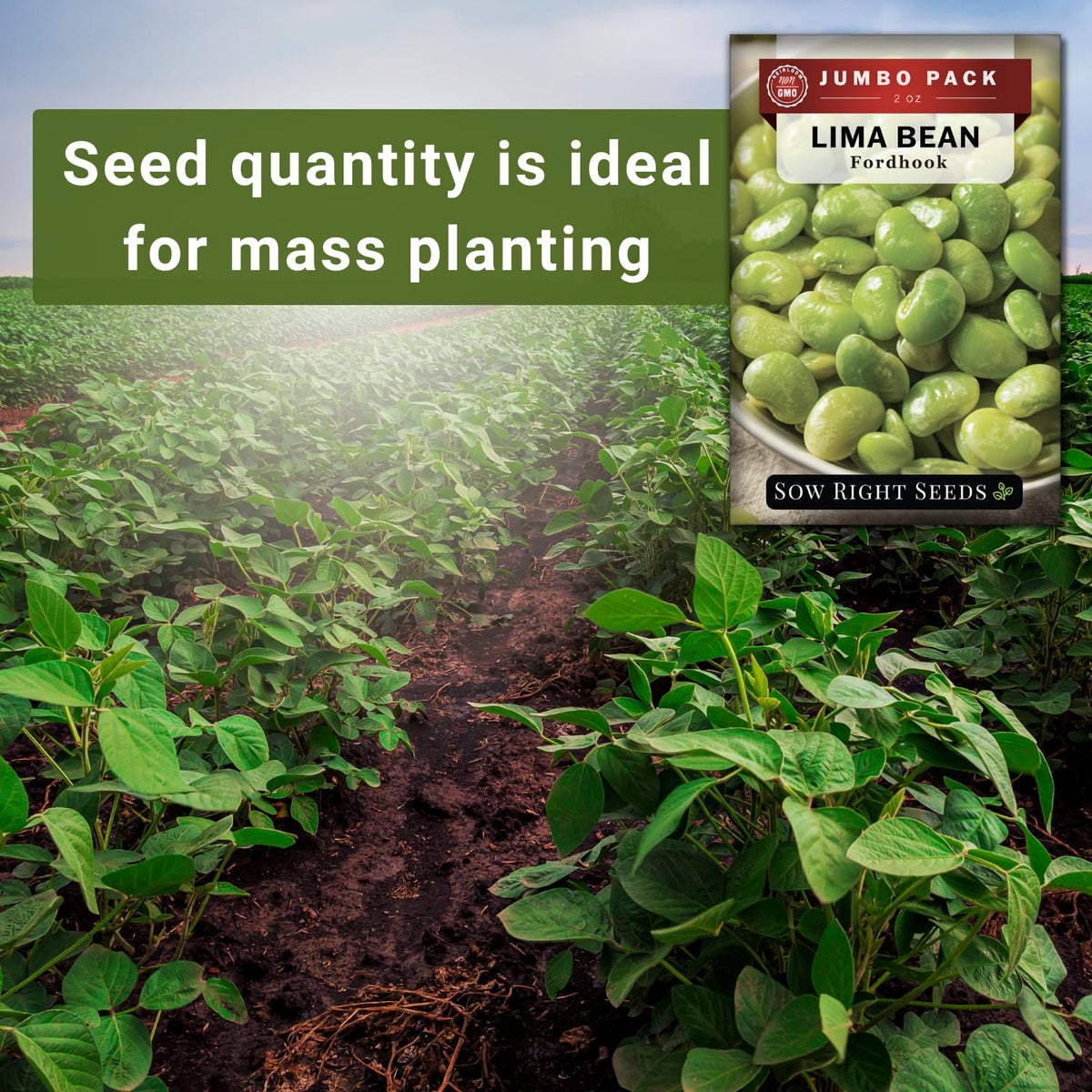 Sow Right Seeds Fordhook Lima beans pods ready to harvest offer plentiful yields.