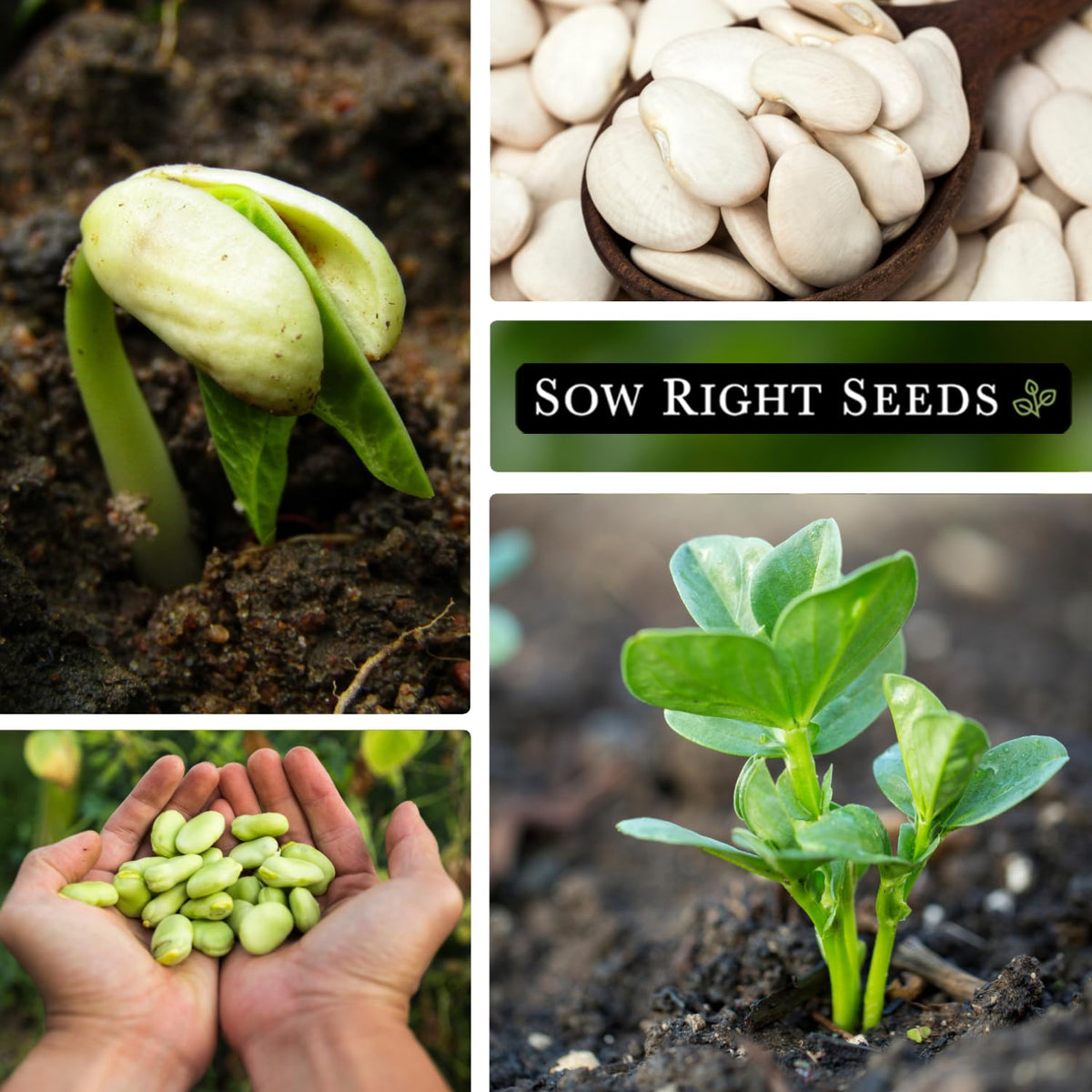 Sow Right Seeds Fordhook Lima beans close-up seeds highlight large 3-5 seeds per pod.