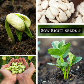 Sow Right Seeds Fordhook Lima beans close-up seeds highlight large 3-5 seeds per pod.