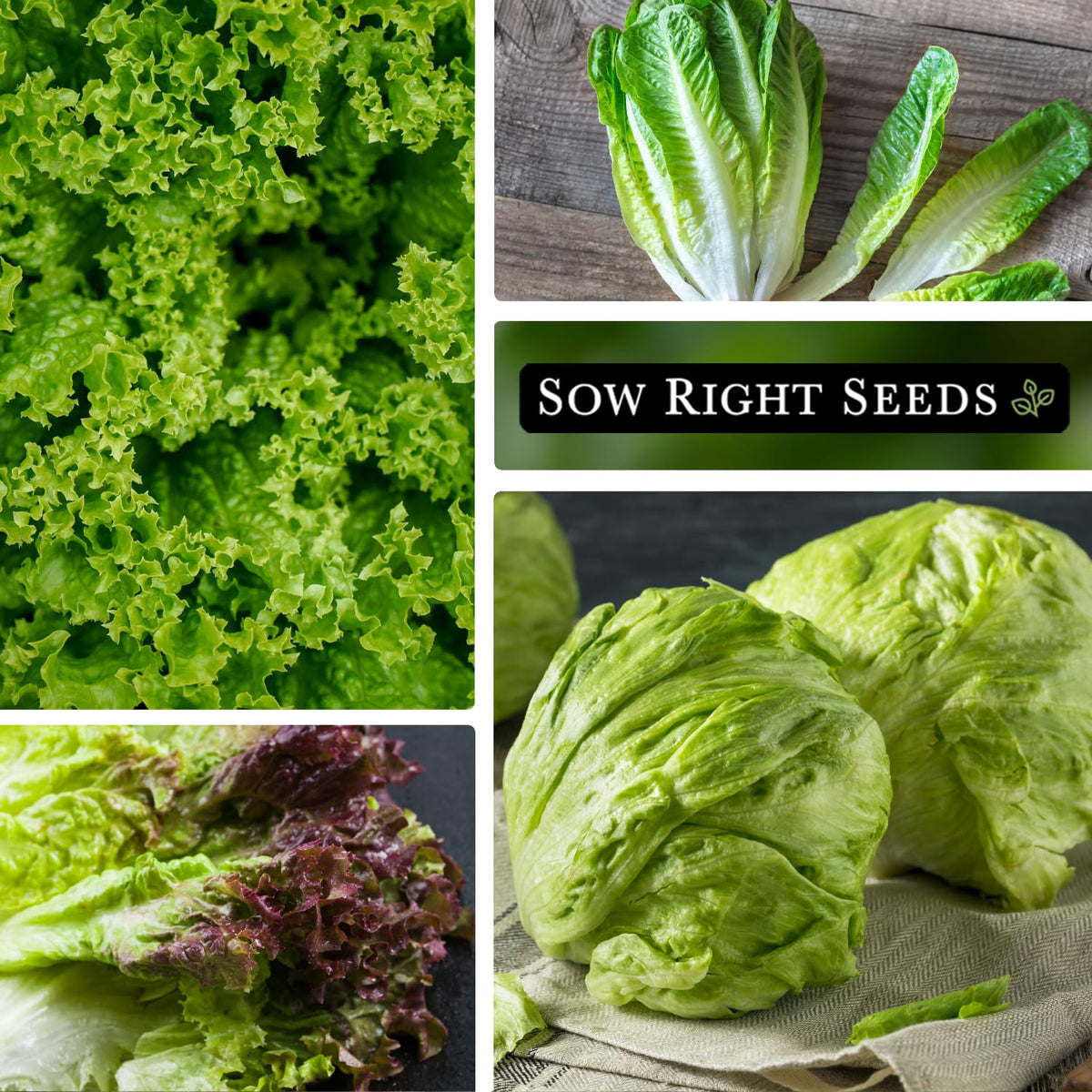 Sow Right Seeds fresh lettuce harvest ready for crisp salads.