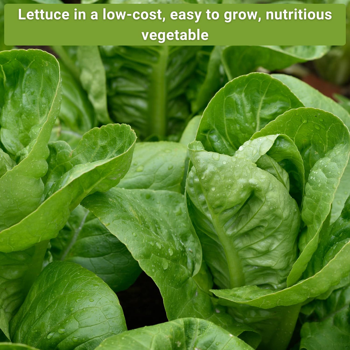 Sow Right Seeds garden bed showing multiple lettuce varieties.