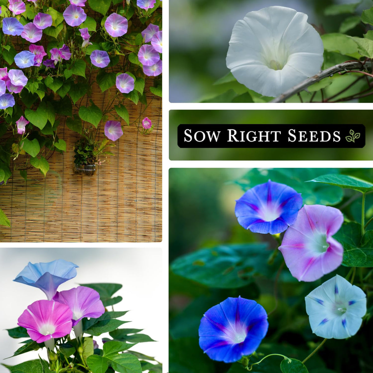 Sow Right Seeds germination progress with tiny sprouts emerging.