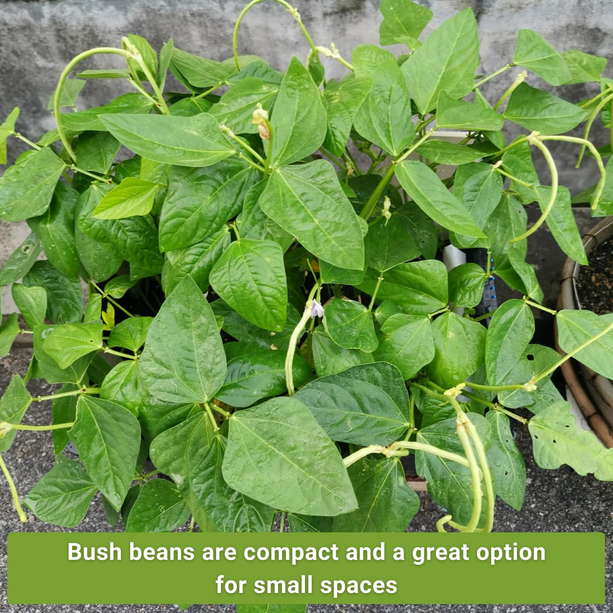 Sow Right Seeds Golden Wax bean packet with tender yellow pods.