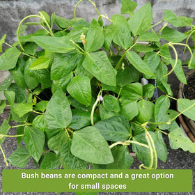 Sow Right Seeds Golden Wax bean packet with tender yellow pods.