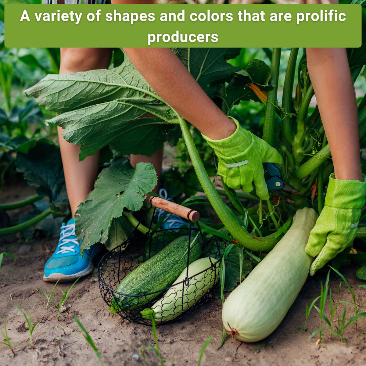 Sow Right Seeds Golden zucchini seed packet for sunny garden harvests.