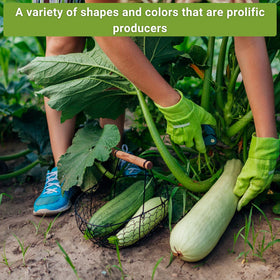 Sow Right Seeds Golden zucchini seed packet for sunny garden harvests.