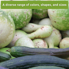 Sow Right Seeds gourd craft ideas image highlighting decoration possibilities
