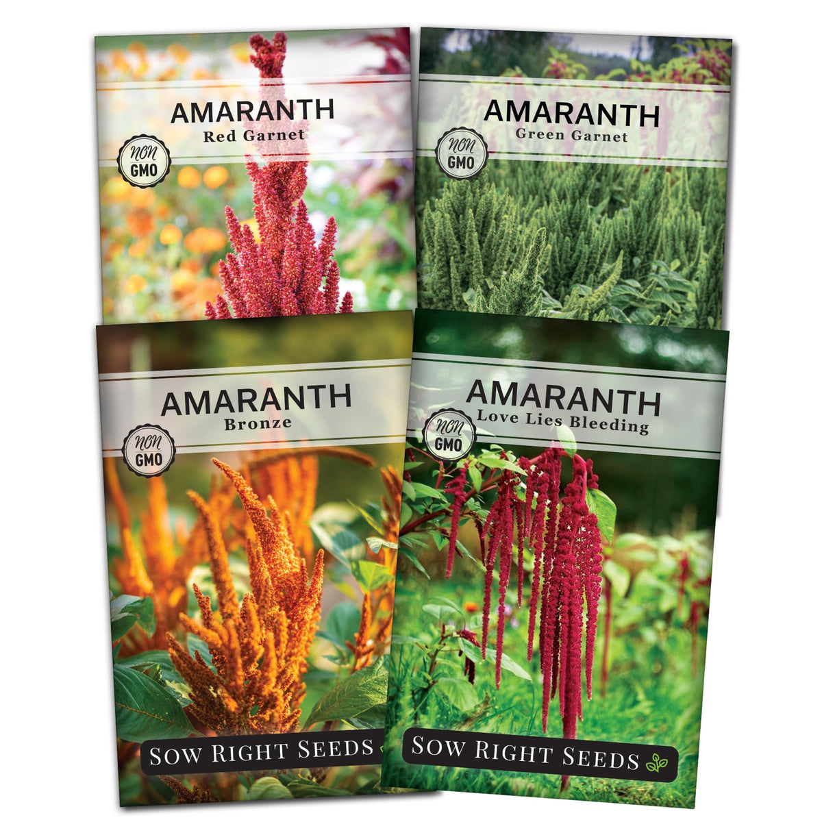 Sow Right Seeds Green Garnet amaranth seeds for vibrant foliage and edible leaves.