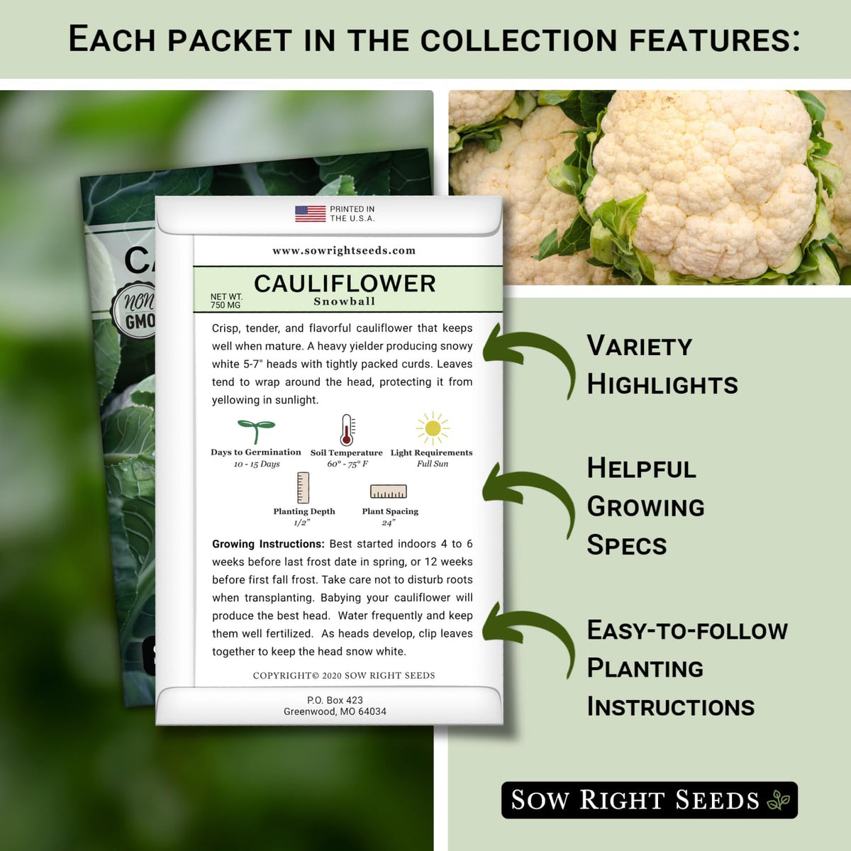Sow Right Seeds green macerata cauliflower head, vibrant green curds for colorful cooked dishes.