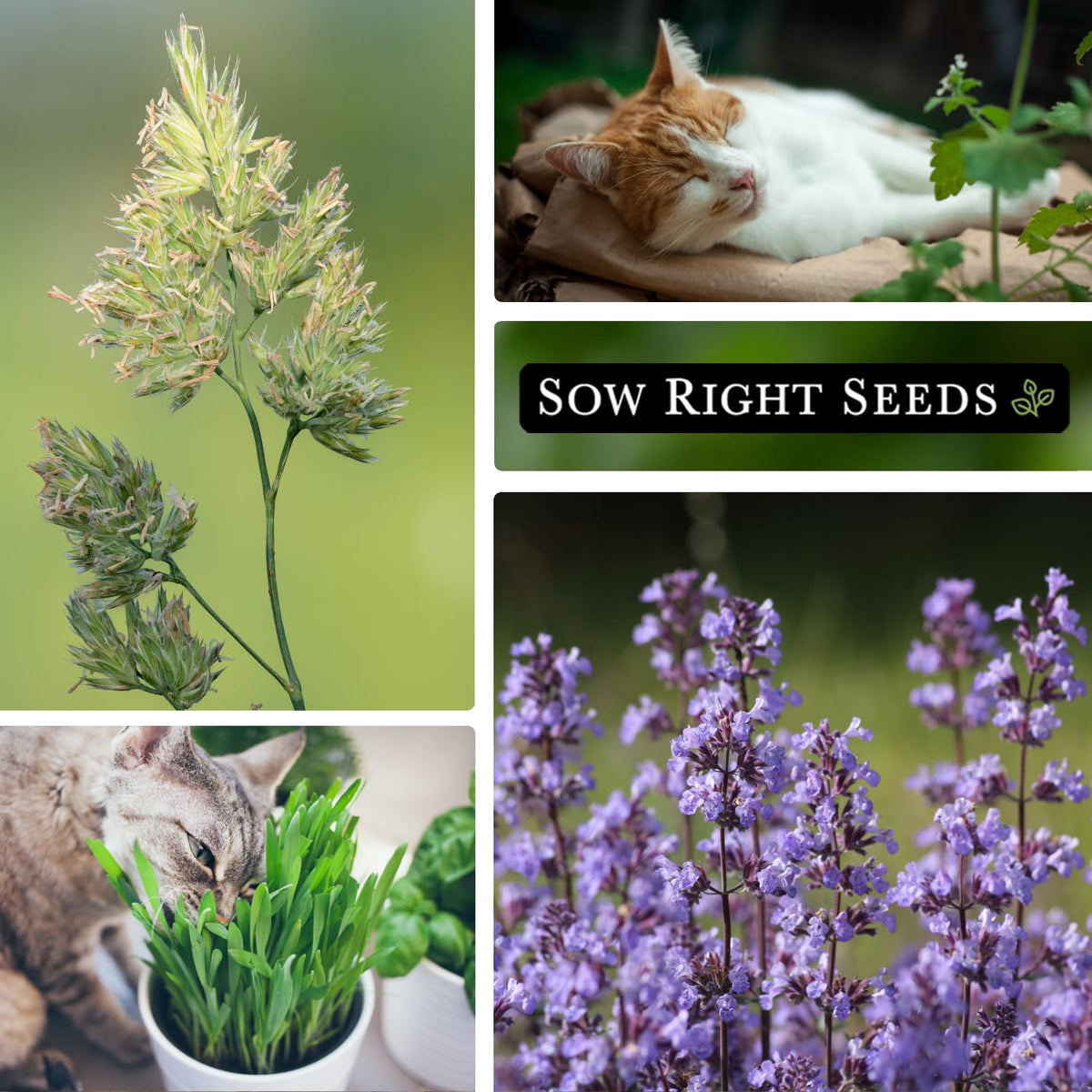 Sow Right Seeds growing catnip and cat grass indoors or outdoors for cats