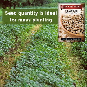 Sow Right Seeds plant-height-2-to-6-feet bush beans reach full vigor in garden beds.