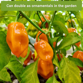 Sow Right Seeds habanero orange seed packet offering fruity heat for salsas