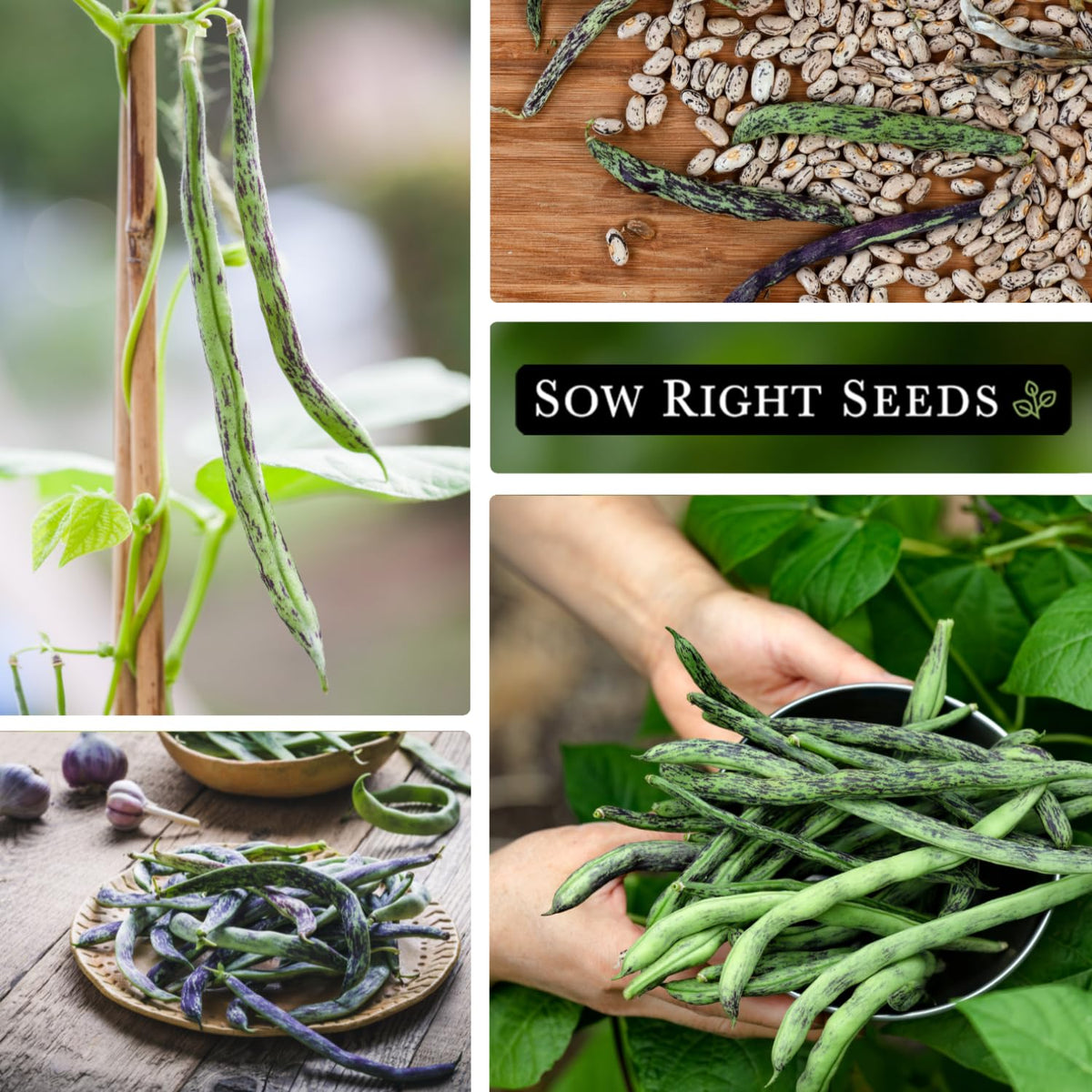 Sow Right Seeds harvest-ready beans offer fresh flavor for steaming, sautéing, or roasting.