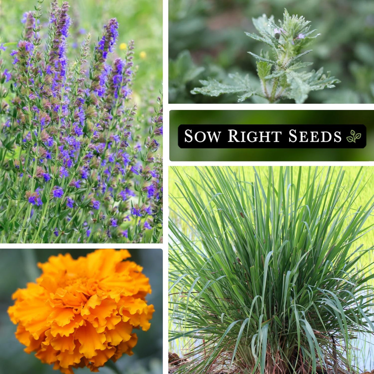 Sow Right Seeds hyssop seed packet provides aromatic companion planting benefits.