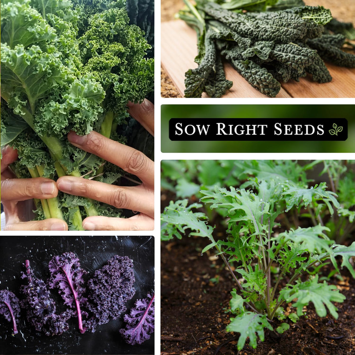 Improved Dwarf Siberian kale from Sow Right Seeds, compact and tender