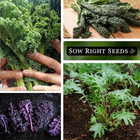 Improved Dwarf Siberian kale from Sow Right Seeds, compact and tender