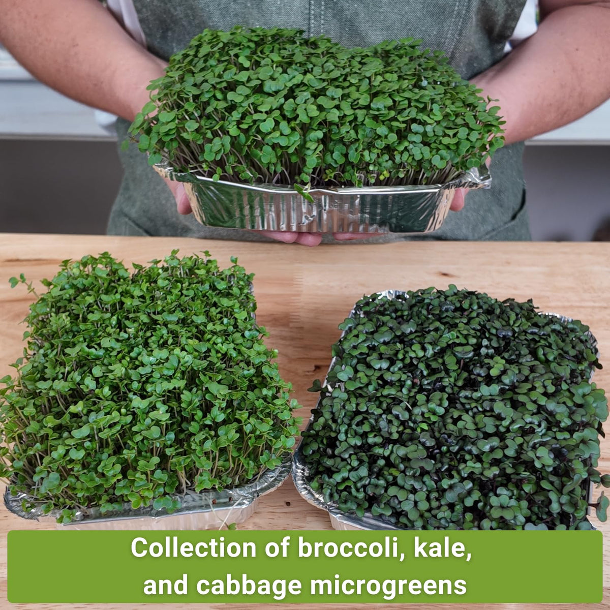 Sow Right Seeds indoor-sprouting tray shows an easy setup for beginners.