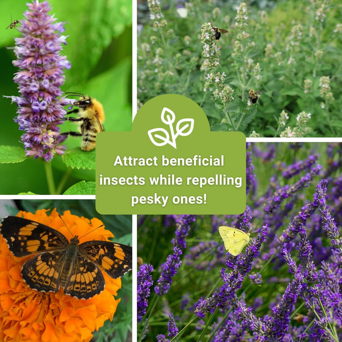 Sow Right Seeds insect-repellent collection packet combines five herbs for garden protection.
