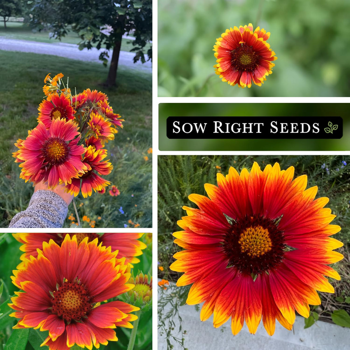 Sow Right Seeds jumbo-pack seeds for mass planting in meadows and borders