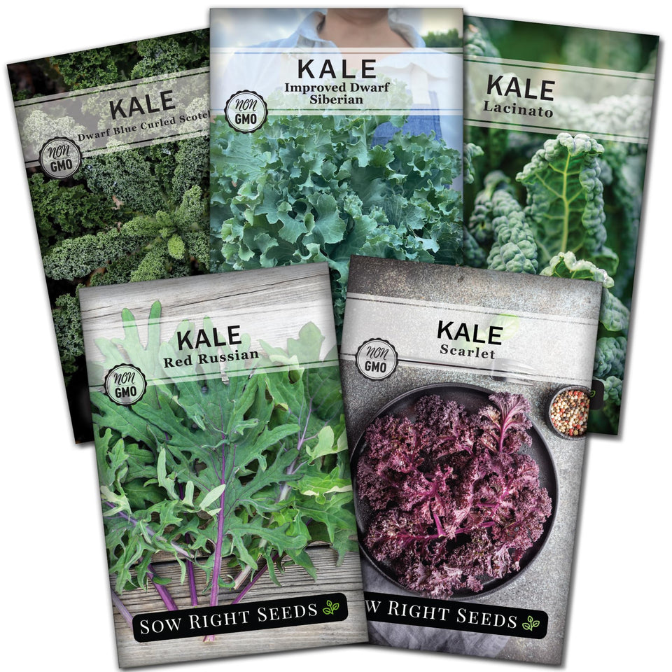 Sow Right Seeds kale collection packets with five vibrant varieties for garden and table
