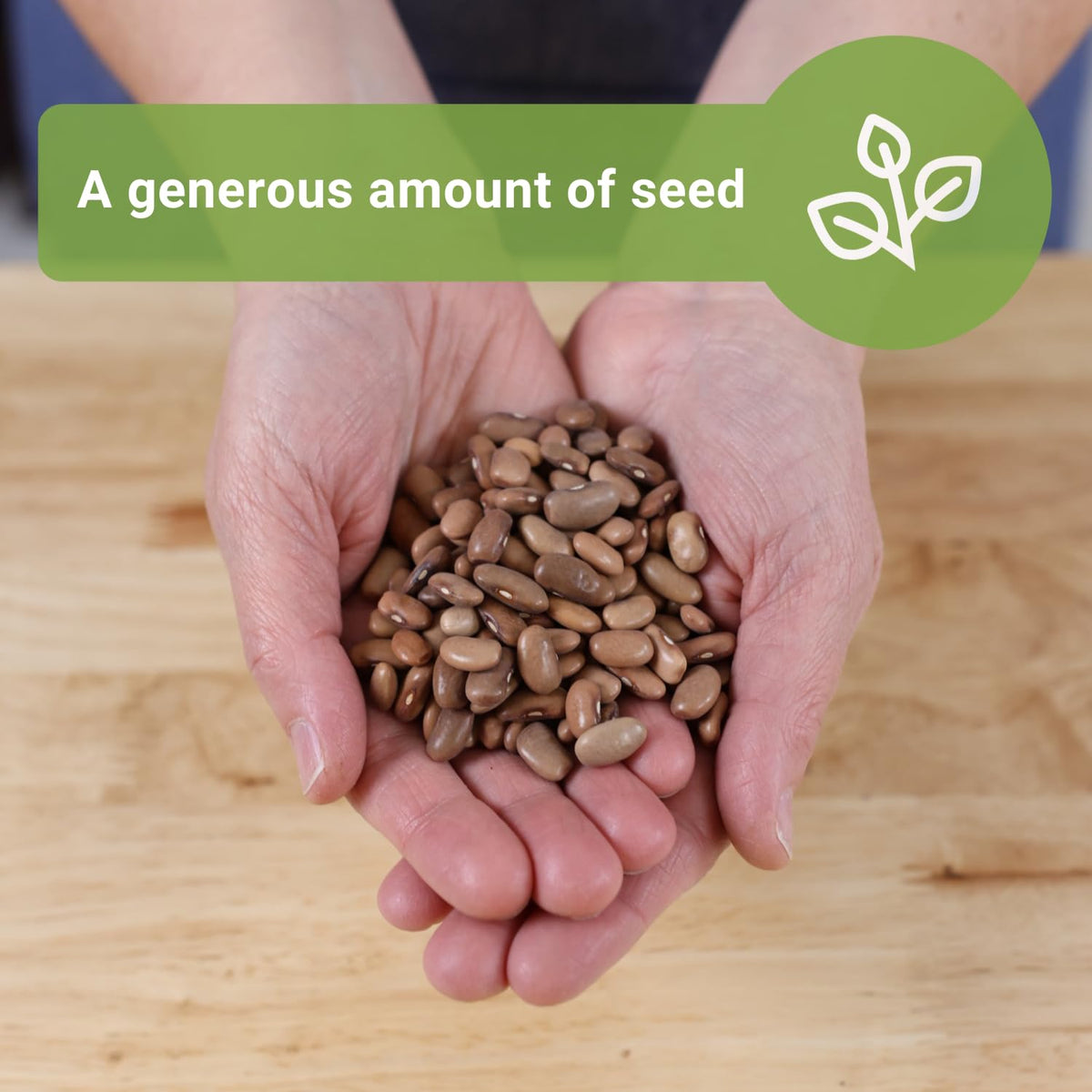 Sow Right Seeds Kentucky Wonder pole beans with 7-inch pods ready to harvest.