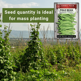 Sow Right Seeds germination-ready Kentucky Wonder seeds for quick sprouting.