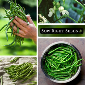 Sow Right Seeds Kentucky Wonder harvest-ready beans for fresh meals.