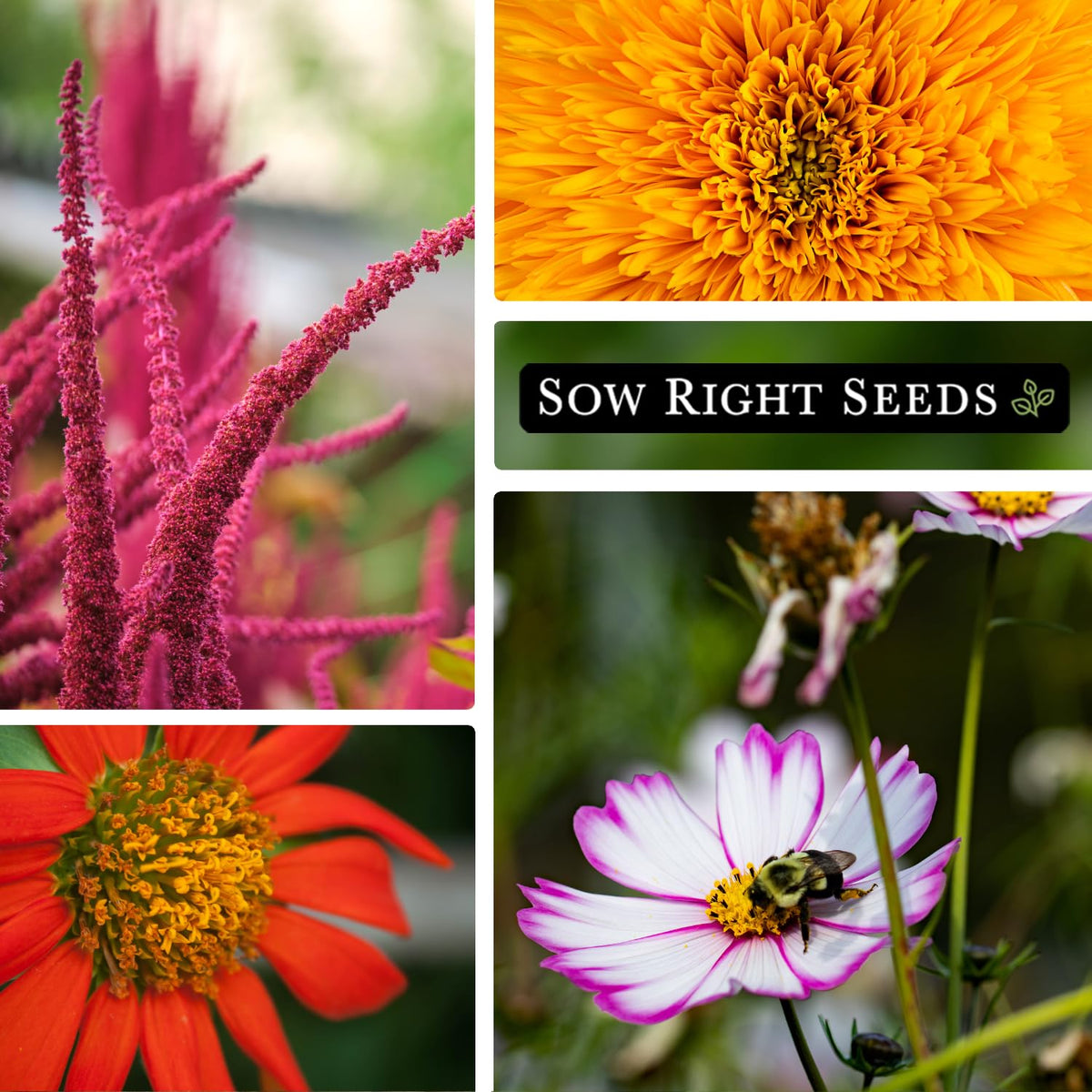 Sow Right Seeds large flower farm daisies seeds add breezy charm to beds and arrangements