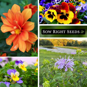 Sow Right Seeds Lavender packet — fragrant blooms for tea and desserts.
