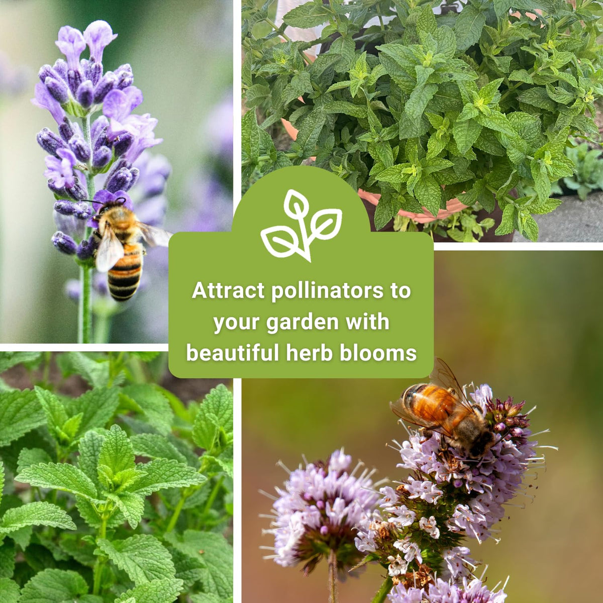 Sow Right Seeds lemon balm packet brightens salads and infusions