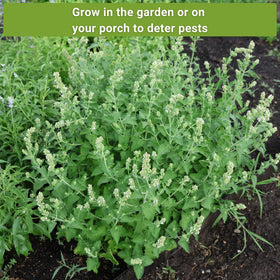 Sow Right Seeds lemon grass seed packet delivers fresh scent and outdoor pest deterrence.