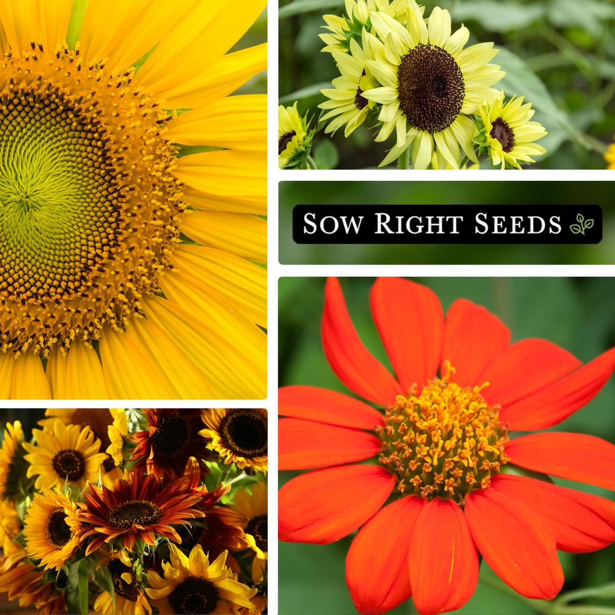 Sow Right Seeds Lemon Queen Sunflower packet brightens gardens and supports pollinator-friendly spaces.